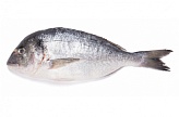 Тұтас бөлінбеген дорадо 300-400 г - 5 кг, Түркия / Sea Bream whole round 300/400 g -5 kg, Turkey