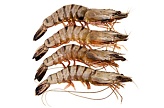 Басы бар жолбарыс асшаяндары, 21/25 - 1кг, Бангладеш / Black tiger head on shell on shrimps IQF 21/25-1 kg, Bangladesh